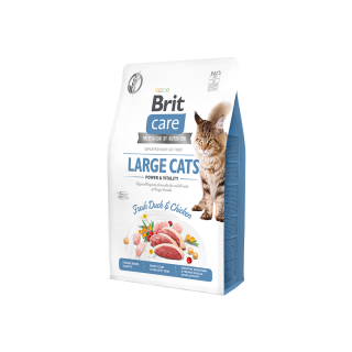 bc-cat-large-cats2a24dd8231aaaf32