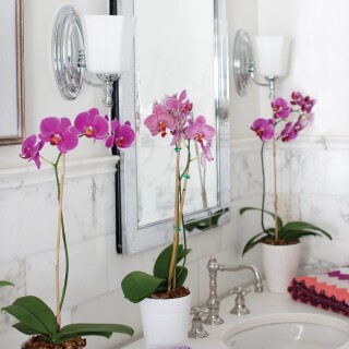 hk-shelly1-bath_insitu1