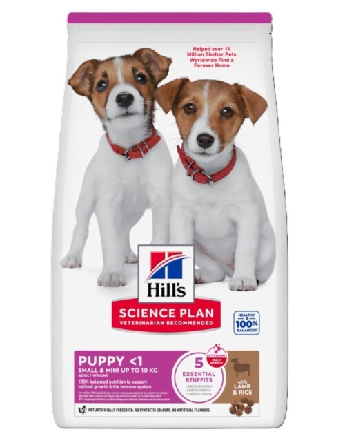 608097---puppy-small-and-mini-lamb.jpg