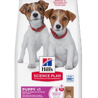 608097---puppy-small-and-mini-lamb