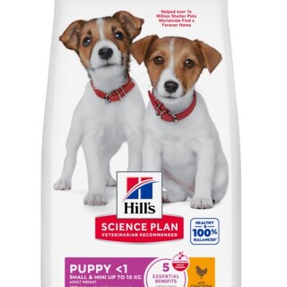 608101--puppy-small-and-mini-chicken