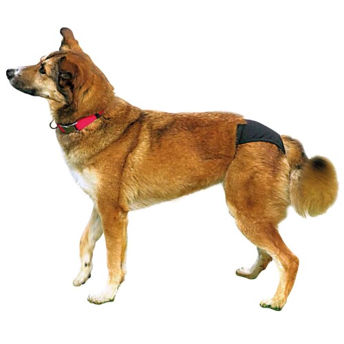 PHO_PRO_DOG_CLIP_23490-24491-23492-23493-23494-23495-1bba5d9c3bfd97ef8.jpg